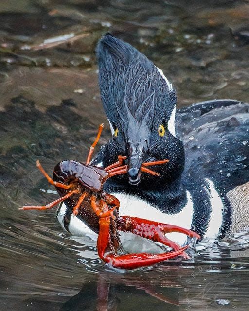 A hooded merganser at Delta Ponds Riverbank Path.