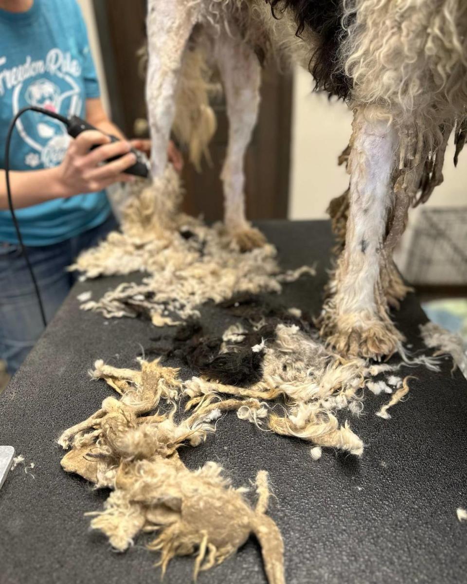 Groomers shaved five pounds of matted fur off of a single dog rescued from a backyard breeder in rural North Carolina.