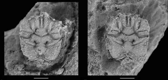 Another newfound crab, called <em>Albenizus minutus</em>, from the quarry in northern Spain. The crab was teensy, with a length of just 3.2 millimeters, not including its rostrum (the extension of the shell in front of the eyes).