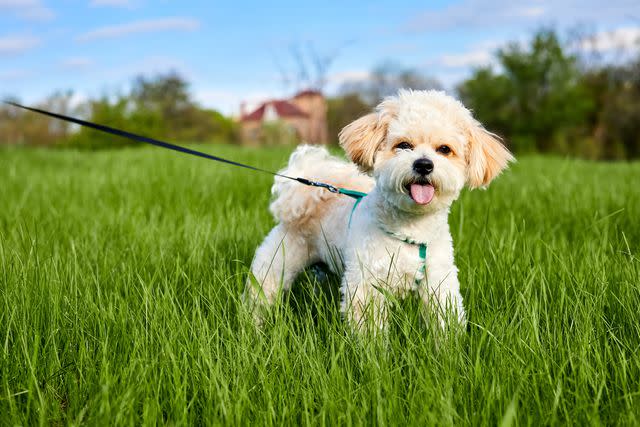 <p>Getty Images/marketlan</p> Part Maltese, part Miniature or Toy Poodle, the Maltipoo is all fluff.