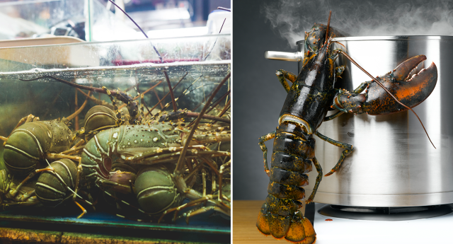 live lobsters in tank