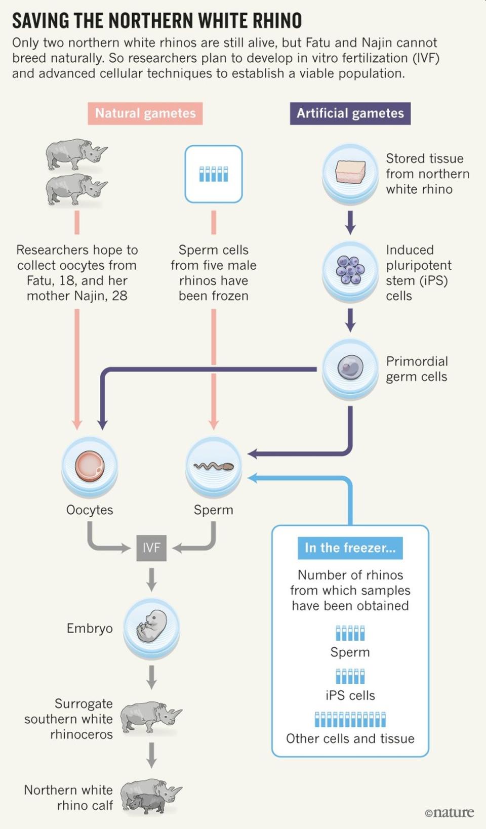 Infografía del proyecto BioRescue | Nature, BioRescue