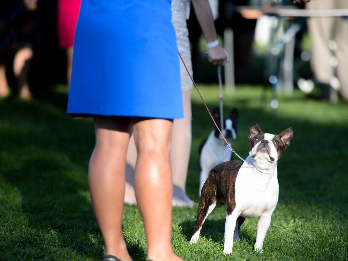 Frank the Boston terrier is heading to the Westminister Kennel Club Dog Show later in June.  (Lisa Wysminity/Jumpstart Imagery - image credit)