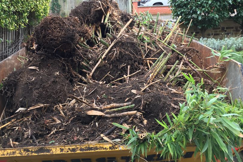 The bamboo, which was planted along a boundary in one garden in Knutsford, ended up costing £10k to have uprooted. (Reach)