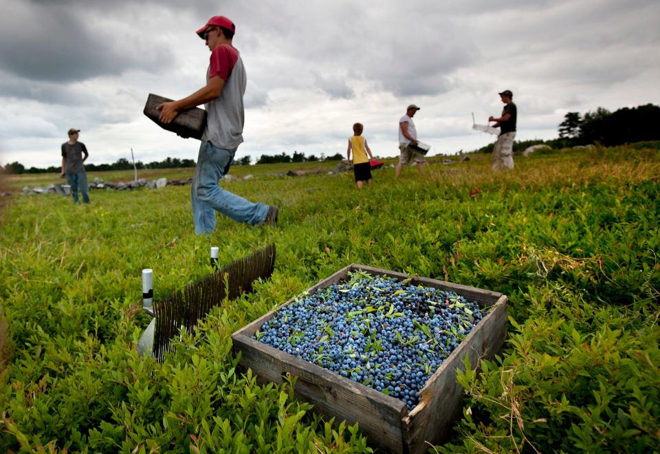 Workers harvest wild blueberries at the Ridgeberry Farm Friday, July 27, 2012, in Appleton, Maine. Maine's Republican senator is introducing legislation that calls on the federal government to step up research and prevention efforts about a pest that could jeopardize the state's most important fruit, the wild blueberry.