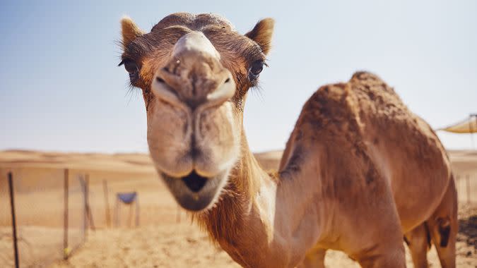 Close-up view of curious camel against sand dunes of desert, Sultanate of Oman.