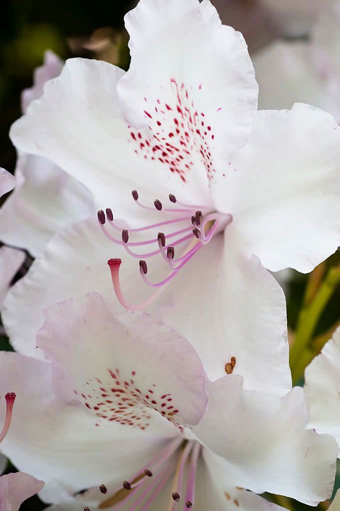 <p>These are a type of rhododendron (with an unusual name) that feature purple or brown freckling on their funnel-shaped, pink-tinged petals. </p><p><strong>Bloom seasons: </strong>Spring, summer, fall</p><p><a class="link " href="https://www.amazon.com/Scuddles-Garden-Tools-Set-Gardening/dp/B07621FLPW/ref=sr_1_3_sspa?keywords=gardening+kit&qid=1584129763&sr=8-3-spons&psc=1&spLa=ZW5jcnlwdGVkUXVhbGlmaWVyPUEzRzFTWUVQSTFQTDFRJmVuY3J5cHRlZElkPUEwMDMzOTg2MkVDV0dSUUVSWVlOVyZlbmNyeXB0ZWRBZElkPUEwMTYyMTE3VVZYMUc5OVhJTDY1JndpZGdldE5hbWU9c3BfYXRmJmFjdGlvbj1jbGlja1JlZGlyZWN0JmRvTm90TG9nQ2xpY2s9dHJ1ZQ%3D%3D&tag=syn-yahoo-20&ascsubtag=%5Bartid%7C10063.g.35661704%5Bsrc%7Cyahoo-us" rel="nofollow noopener" target="_blank" data-ylk="slk:SHOP GARDENING KIT;elm:context_link;itc:0;sec:content-canvas">SHOP GARDENING KIT</a></p>