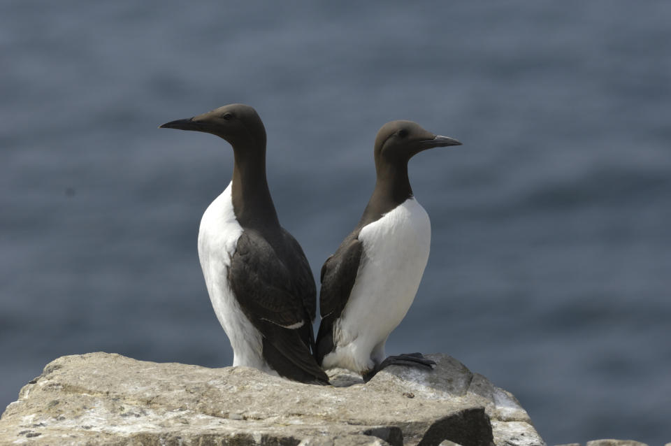 Two common murres. (Photo: mauribo via Getty Images)