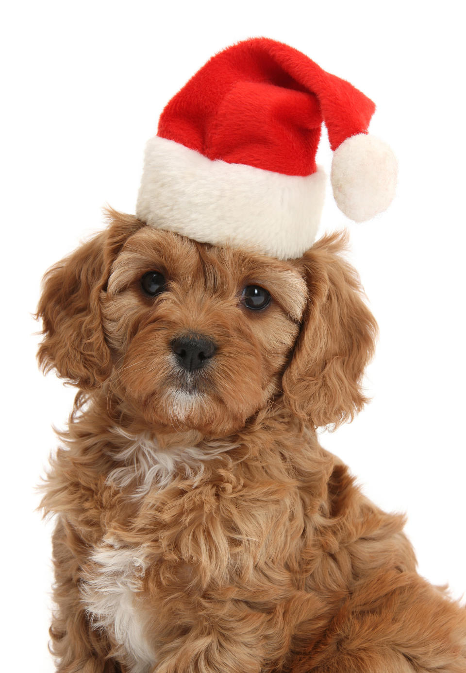 Cats and dogs in Santa hats for Christmas
