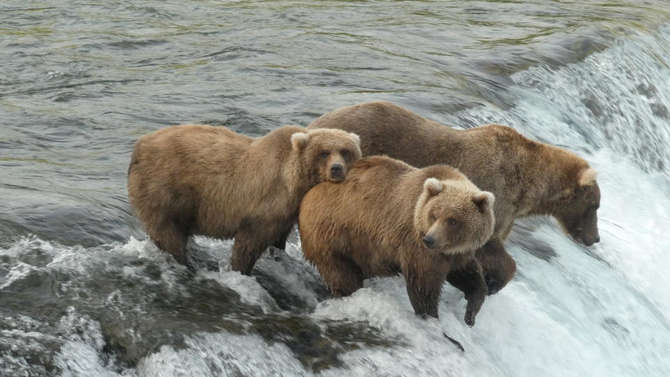 Bears at Katmai National Park and Preserve in Alaska on September 5, 2021. Naomi Boak/U.S. National Park Service/Handout via REUTERS