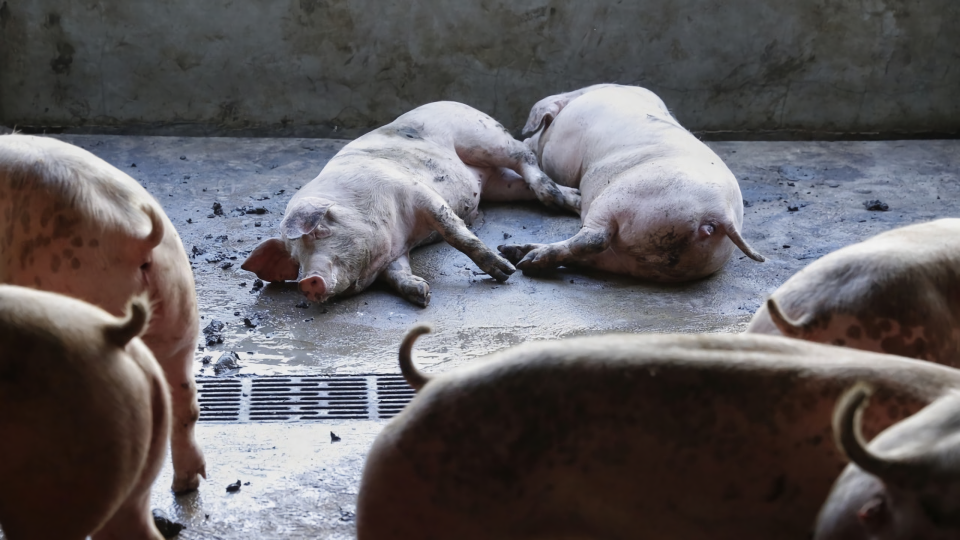 ▲農委會防檢局表示，目前台灣尚未有非洲豬瘟疫情。（圖／翻攝自網路）