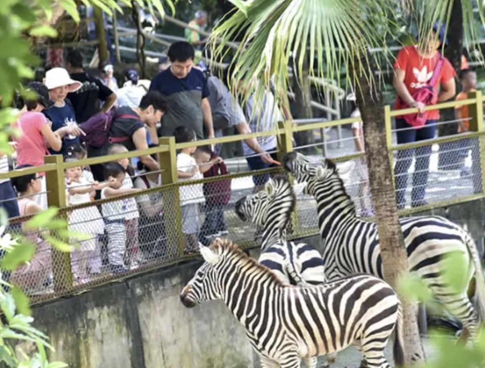 深圳旅遊｜深圳野生動物園門票46折快閃優惠！人均$99起！觀賞300多種珍禽異獸、近距離餵食猛獸、看馬戲表演等｜Yahoo購物節