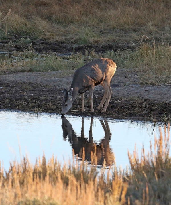 Deer fawn drinks at a watering hole. (Courtesy Utah Division of Wildlife Resources)