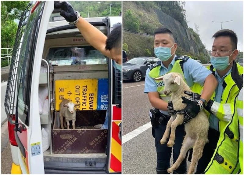 The police officers carried the lost lamb into the police car.
