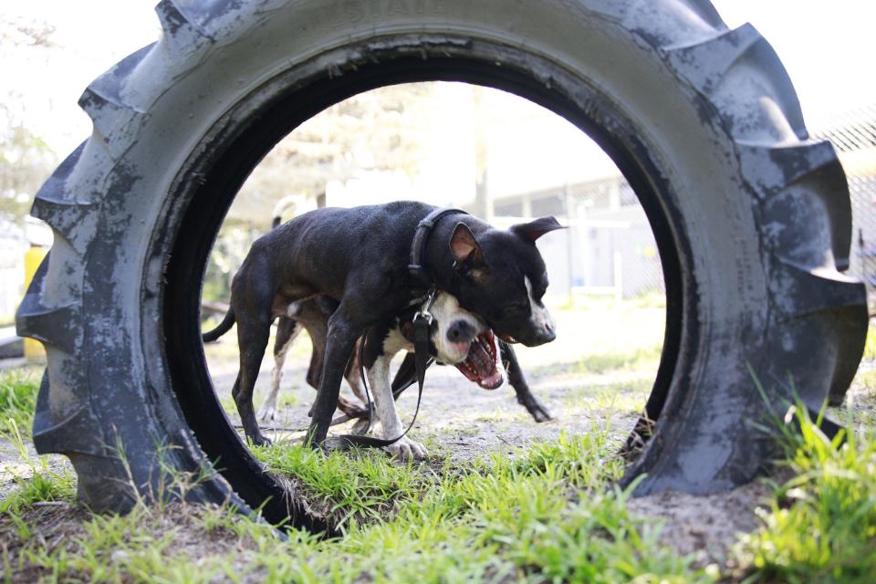 Luca (top) and Happy play during a socialization session at  Jacksonville's Animal Care and Protective Services.