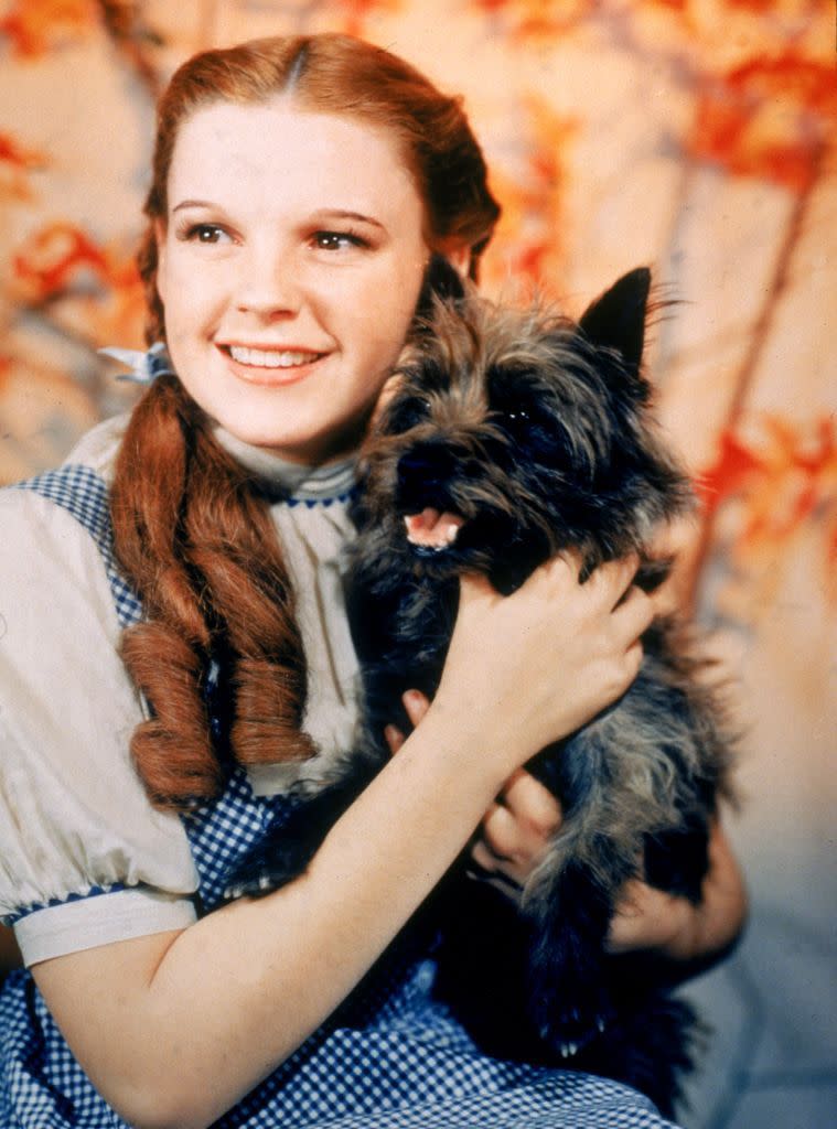 <p>Dorothy’s good boy Toto was actually a female Cairn terrier named Terry. And she really raked in a fortune, banking a <a href="https://nationalpost.com/entertainment/movies/the-actors-who-played-the-munchkins-in-the-wizard-of-oz-were-paid-less-than-toto" rel="nofollow noopener" target="_blank" data-ylk="slk:reported $125 a week;elm:context_link;itc:0;sec:content-canvas" class="link ">reported $125 a week</a>, which was more than some of the munchkins. She died in 1945 and is <a href="https://www.ranker.com/list/wizard-of-oz-facts/philgibbons" rel="nofollow noopener" target="_blank" data-ylk="slk:buried;elm:context_link;itc:0;sec:content-canvas" class="link ">buried</a> under what is now a Los Angeles freeway. R.I.P., little lady.</p>
