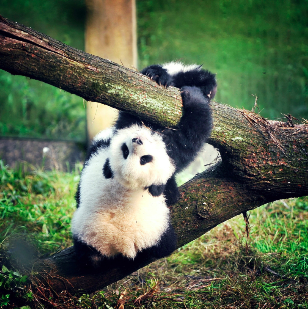 Baby pandas Chongqing zoo