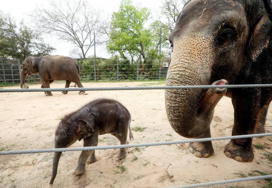 Travis, the newest Asian elephant at the Fort Worth Zoo, plays in the yard with his mother, Belle, left, and grandmother, Rasha, on Tuesday, March 21, 2023. “Zoos are slowly building towards three-generational herds,” said Christine Del Turco, an elephant keeper at the Fort Worth Zoo, in explaining their move towards elephant conservation.