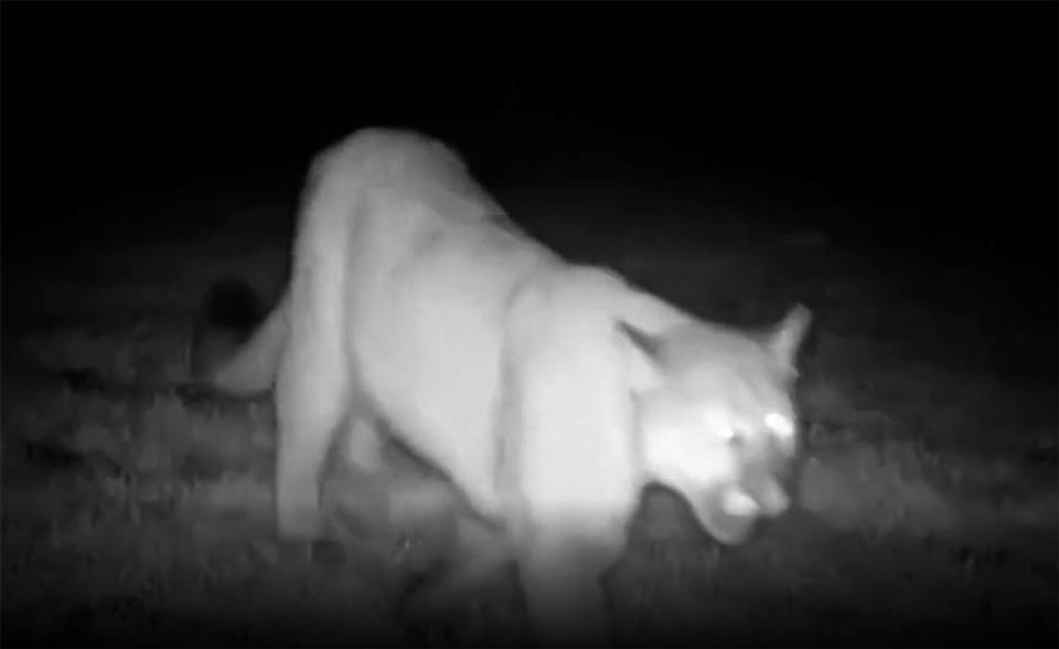 Joseph McCollum found this video on his trail camera he placed near his home not far from Wahn Drive and the Old Inland Empire Highway just west of Benton City. He says in the last 6 to 8 months the trail camera has also recorded coyotes, rabbits, skunks and raccoons, but this is the first cougar.