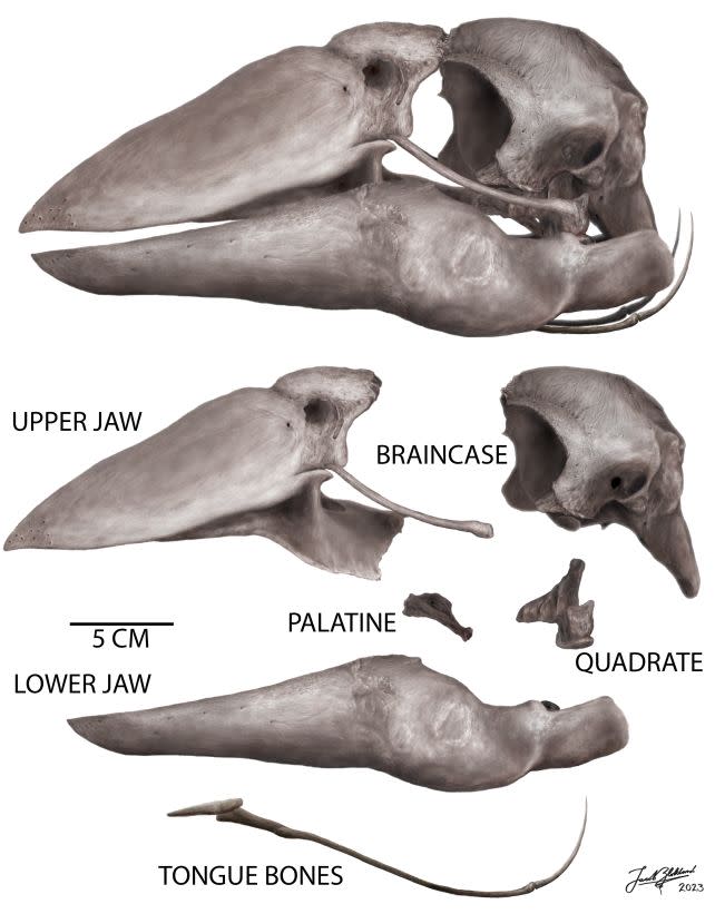 The reconstructed skull of <em>Genyornis newtoni</em>. (Jacob C. Blokland/Flinders University)
