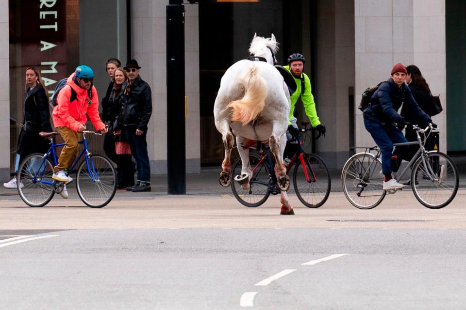 PHOTO: A white horse on the loose bolts through the streets of London near Aldwych on April 24, 2024. (Jordan Pettitt/PA via AP)