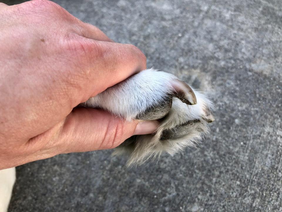 A person holding a dog's paw to show their nail and the quick.