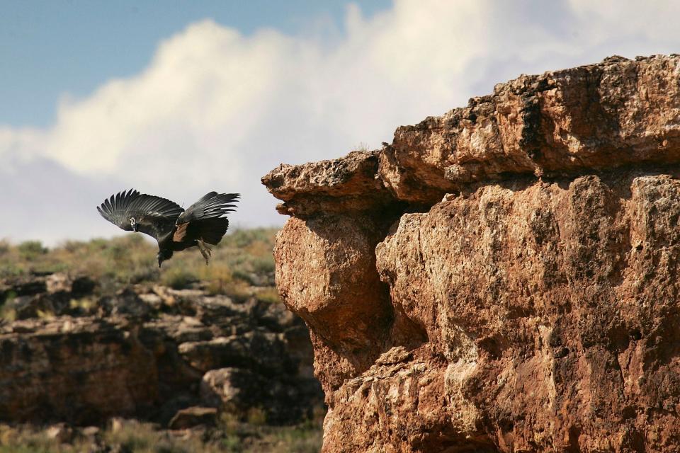 The San Diego Zoo Wildlife Alliance recently welcomed its 250th California condor chick, marking a significant moment for a species that was once on the brink of extinction.