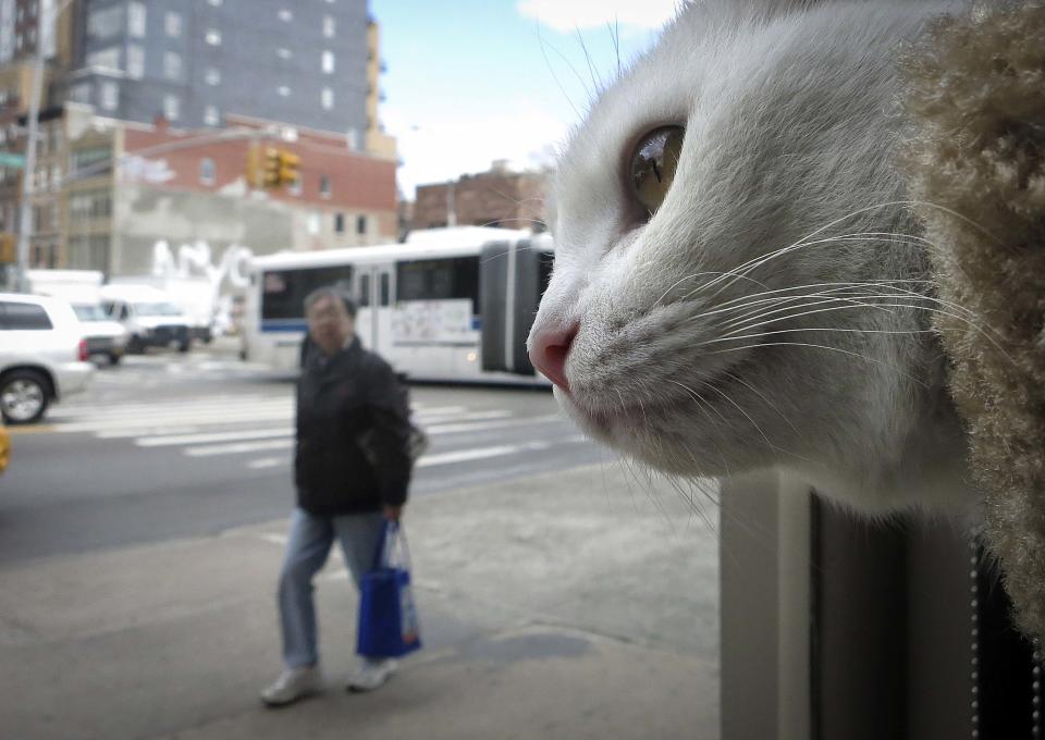 A cat is pictured sitting at the window of the cat cafe in New York