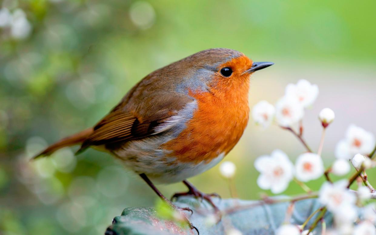 Close-up image of a European robin, known simply as the robin or robin redbreast in the British Isles - Jacky Parker/Getty Images