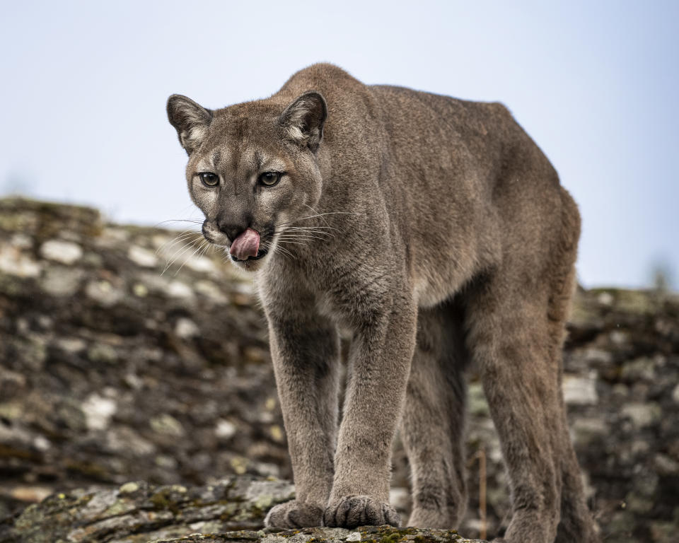 Dieser Puma scheint sich auch schon die Lippen nach dem nächsten Wanderer zu lecken. (Symbolbild: Getty)