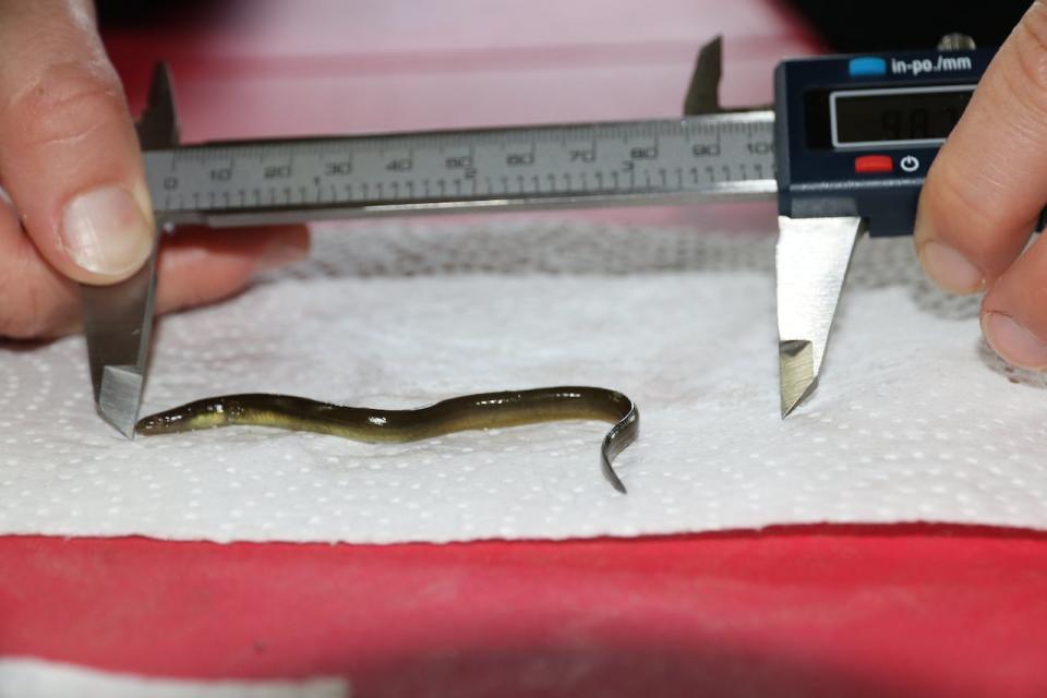 A researcher with the group Coastal Action measures an elver caught in the East River near Chester, N.S., on June 18, 2019.