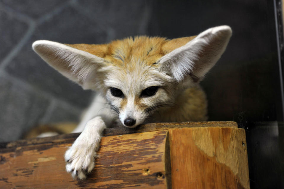 Renard à oreilles de chauve-souris: il a de petites dents et de loooongues oreilles. Il se nourrit surtout d'insectes.