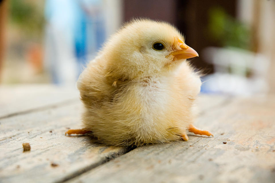 Ein Küken aus einem Bio-Ei aus dem Supermarkt – ist das möglich? (Bild: Getty Images)