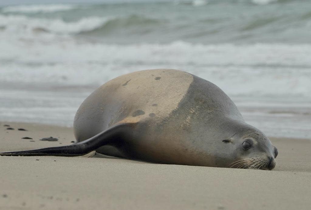 Hundreds of sick and dying sea lions are showing up along the Southern California coast in recent weeks. Experts say a toxic algal bloom is likely to blame.