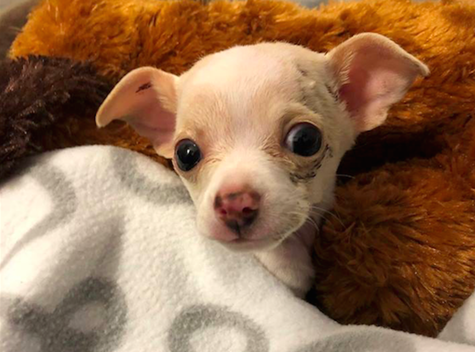 This chihuahua puppy was lifted off the ground by a hawk (Picture: Austin Animal Center)