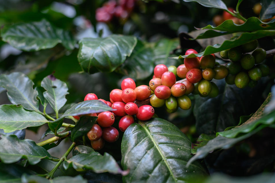 A coffee "bean" is actually the seed you'll find inside this fruit, which is also called a coffee "cherry." (Photo: Boy_Anupong via Getty Images)