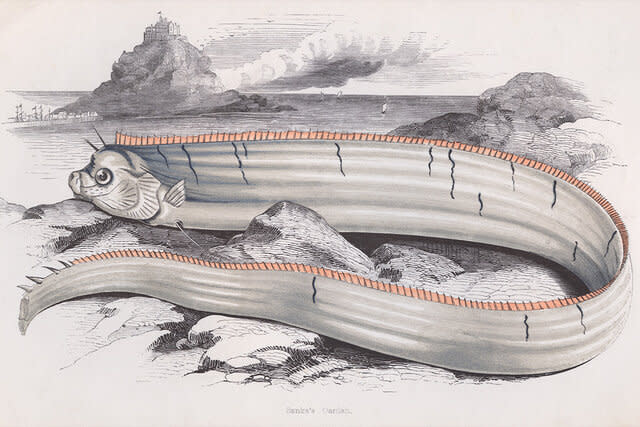 Bank's Oarfish, circa 1850.