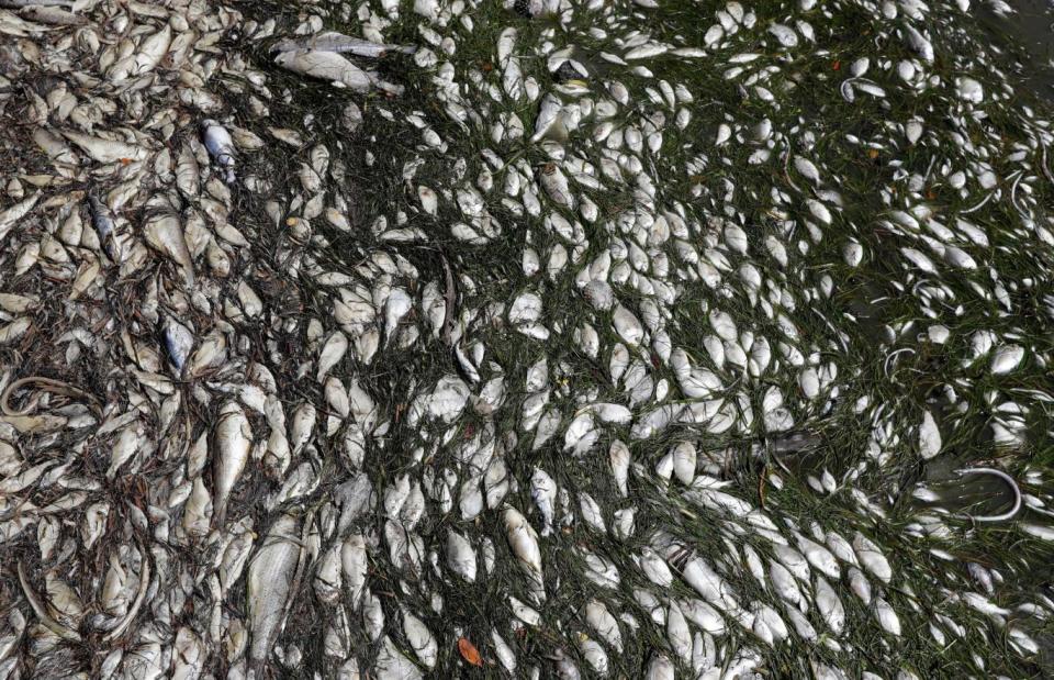 Thousands of tonnes of dead fish have washed up on the coastline (AP)