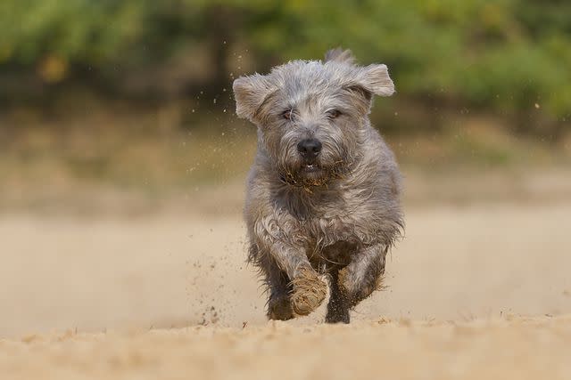 <p>Getty Images/@Hans Surfer</p>