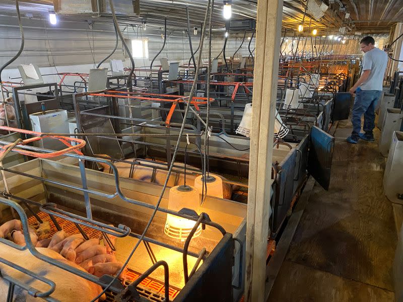 Farmer Ron Mueller checks on newborn piglets and their mothers on his farm in Cropsey