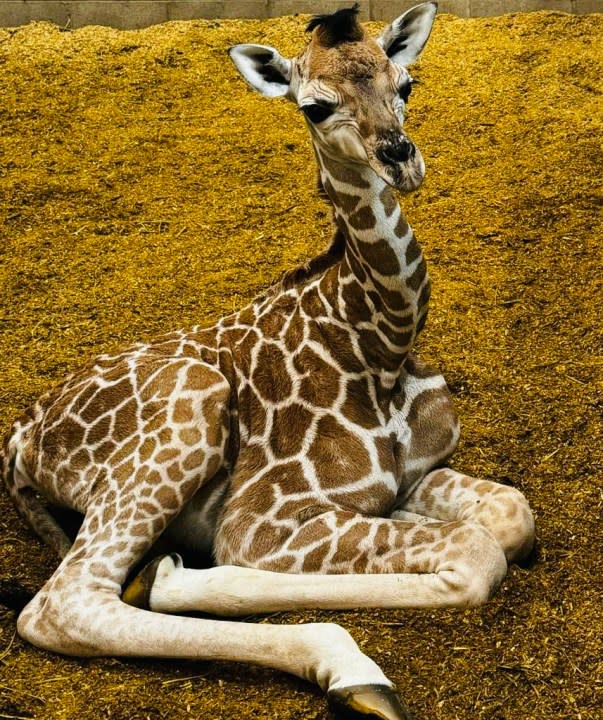 OKC Zoo female giraffe calf born Oct 10 2023