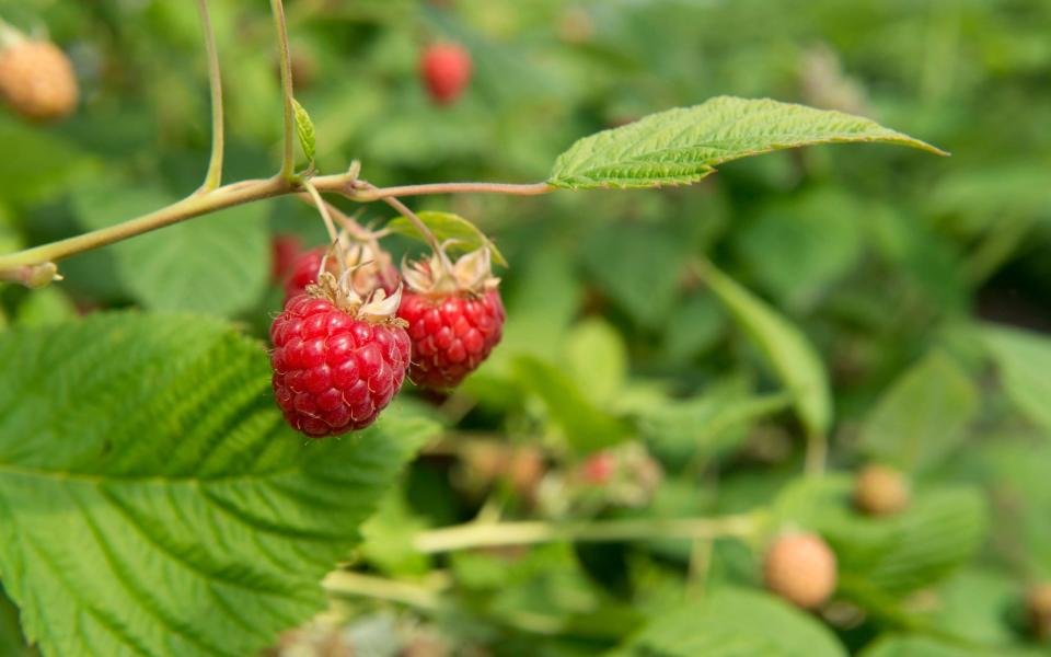 Expensive produce such as raspberries are a good option to grow in the garden as they can help save money - Mike Powles