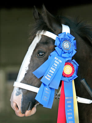 Blue-Ribbon State Fairs