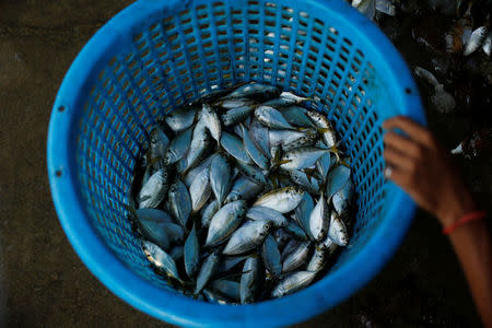 Fish are seen after catching at Samut Sakhon port in Thailand November 22, 2016. Picture taken November 22, 2016. REUTERS/Jorge Silva