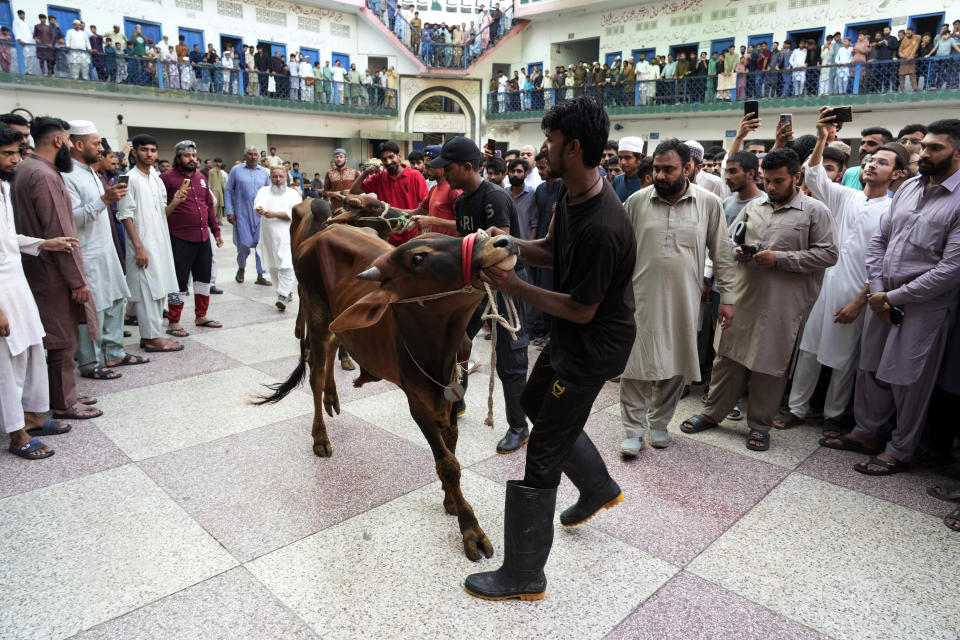 People struggle to control bulls prepared for slaughtering on the occasion of the Eid al-Adha holiday in Lahore, Pakistan, Monday, June 17, 2024. Eid al-Adha or Feast of Sacrifice, the most important Islamic holiday, marks the willingness of the Prophet Ibrahim, Abraham to Christians and Jews, to sacrifice his son. During the holiday, which in most places lasts three days, Muslims slaughter goat, sheep or cattle, distribute part of the meat to the poor. (AP Photo/K.M. Chaudary)