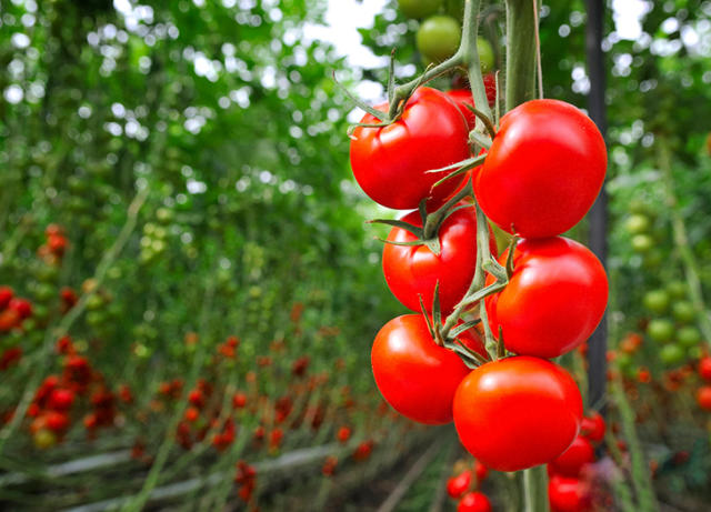 How to Stake Tomato Plants - Farm Flavor