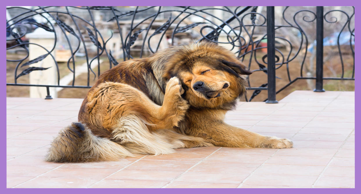 Age isn’t the only factor that can affect your pet’s diet. Weight, gastrointestinal issues or a dull, flaky coat may signal that it’s time to consider a new type of food. (Photo: Getty Images)