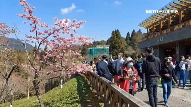 阿里山上的櫻花花期長，也有很多遊客上山欣賞。