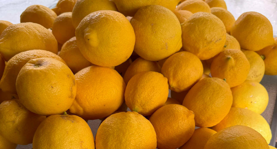 Healthy lemons picked from man's lemon tree. 