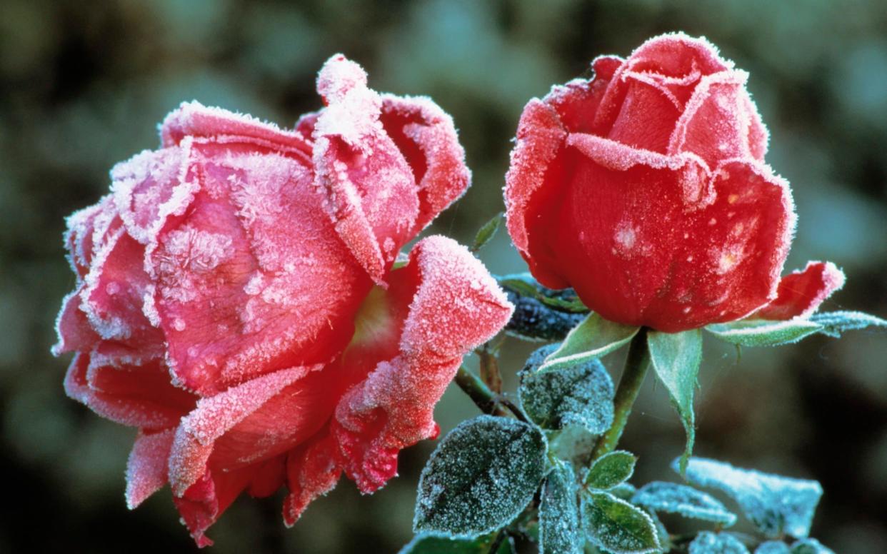 Roses flower even in the frost - Corbis Documentary